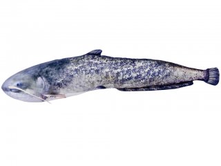 Gaby Catfish Pillow / Som 115cm