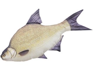 Gaby Common Bream Pillow / Deverika 65cm